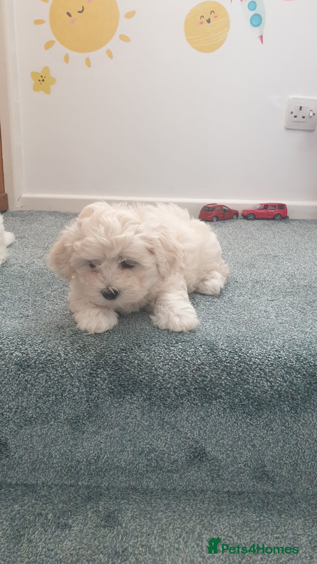 Bichon Frise dogs for sale: Bishon poppy's available  - Image 1