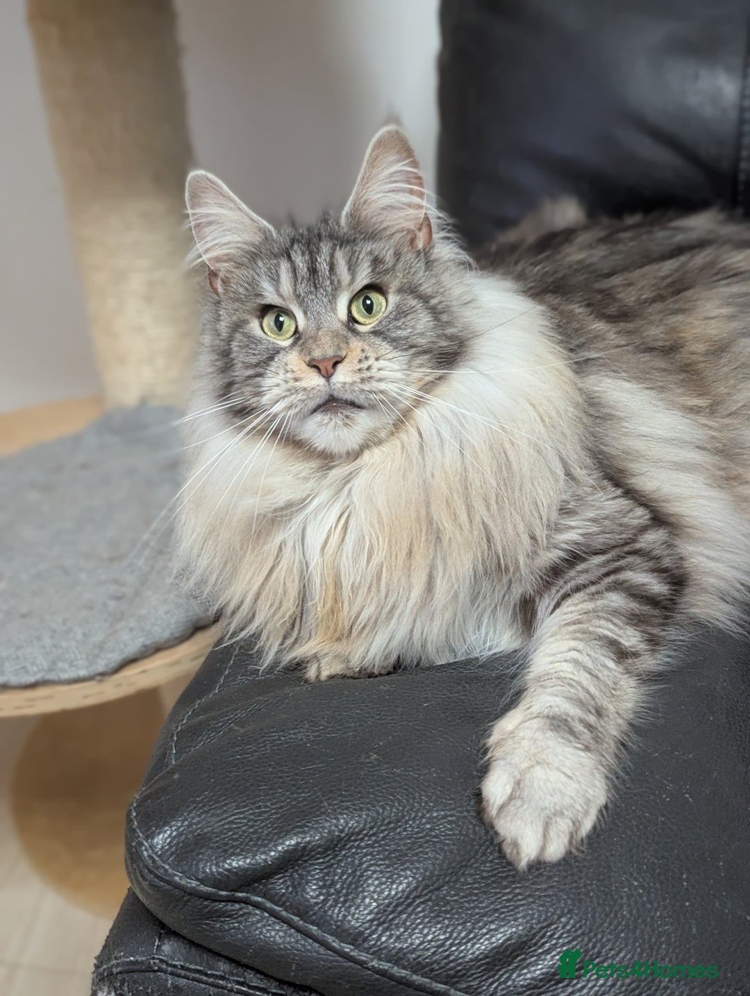 Maine Coon cats for sale: Maine coon females  - Advert 1