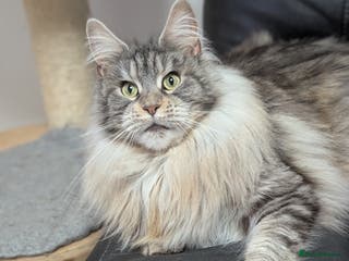 Maine Coon cats Maine coon females - Advert 3