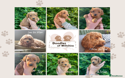 Cockapoo dogs for sale: Stunning Mini/Medium Cockapoo Puppies - Image 2