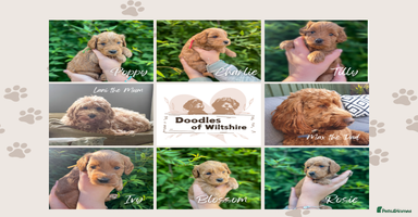 Cockapoo dogs - Advert 1