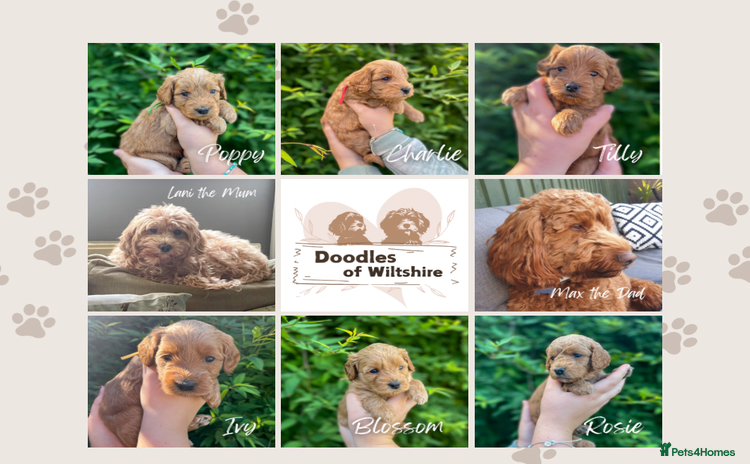 Cockapoo dogs - Advert 1