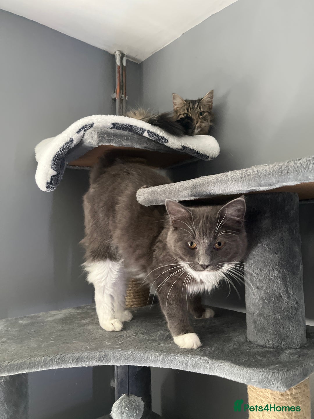 Maine Coon cats for sale: Maine coon cross - Advert 8