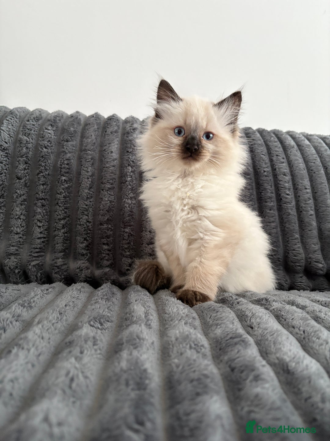 Ragdoll cats for sale: 2 Ragdoll Kittens left 🐾🤍 READY TO LEAVE NOW! - Image 24