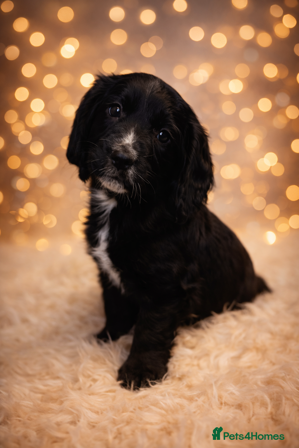 Cocker Spaniel dogs Health Tested Clear KC Registered Working Cockers - Advert 6