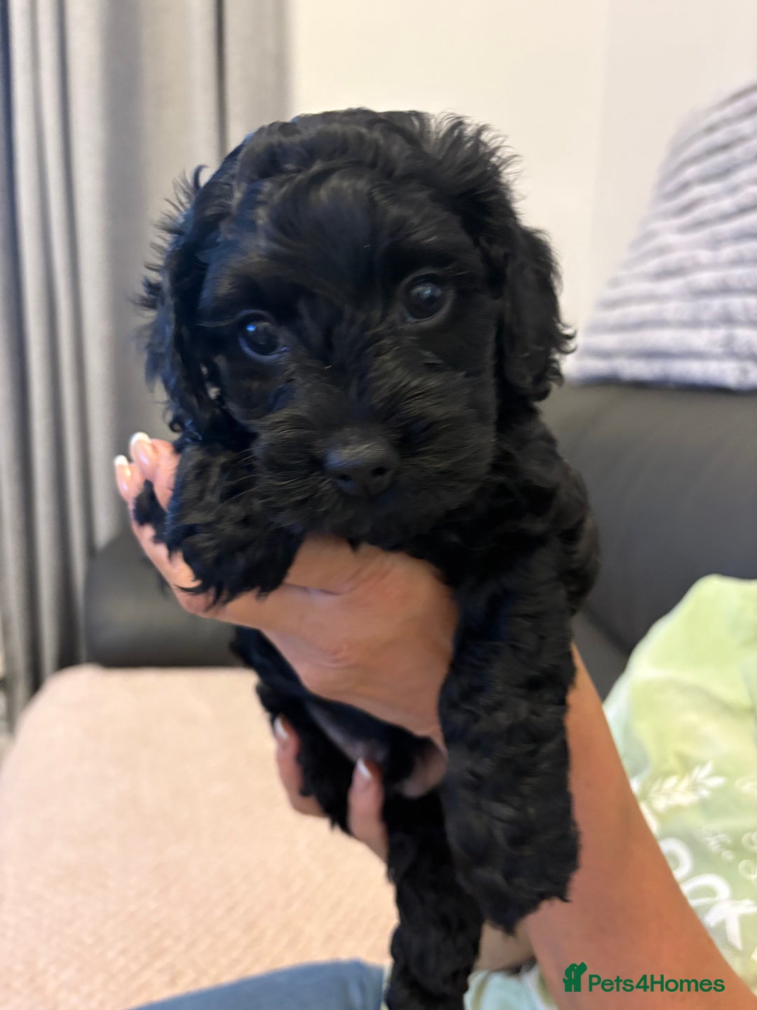 Mixed Breed dogs for sale: Cockapoo cross Poochon  - Image 5