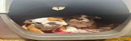 English Bulldog dogs for sale: Beautifully bred English bulldogs  - Advert 12