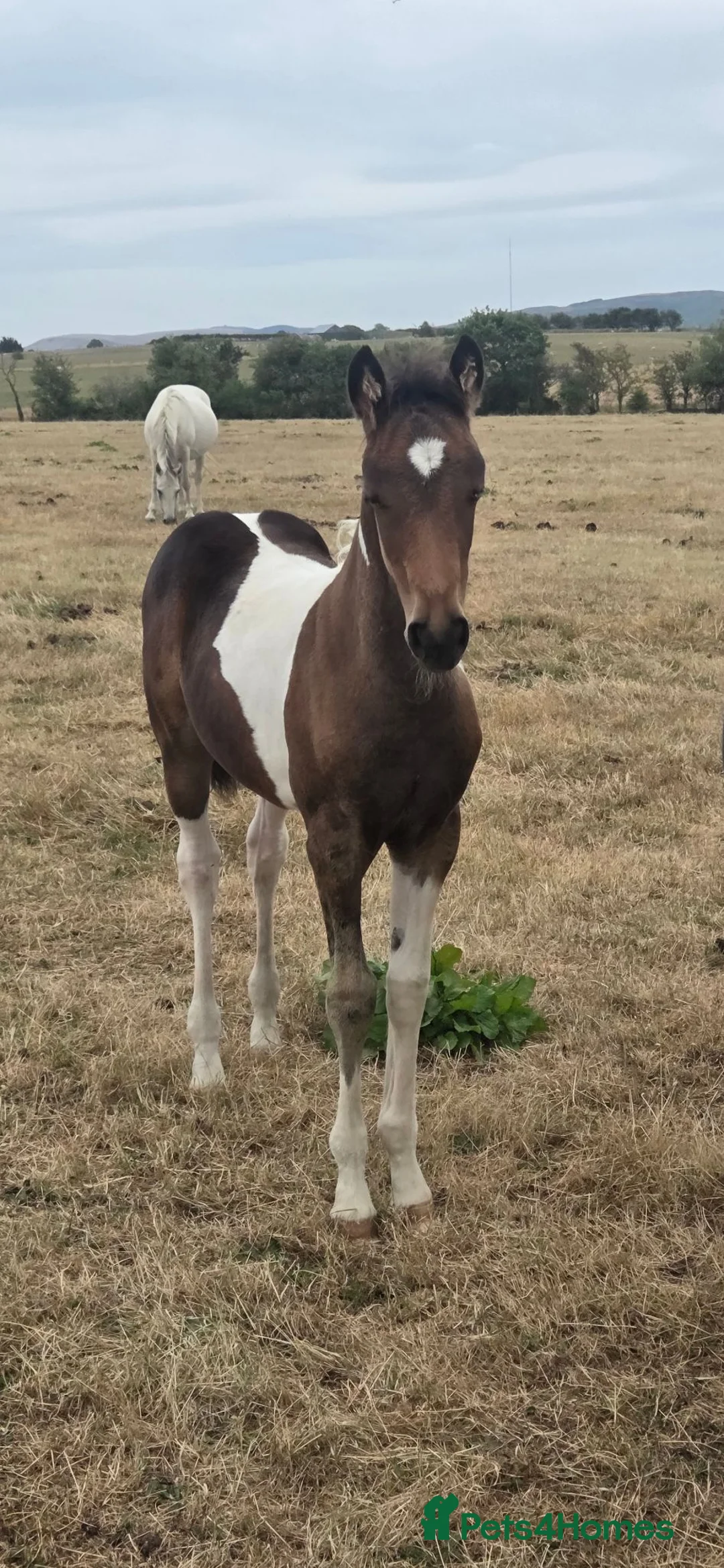 Riding pony horses for sale: Partbred Welsh - Advert 1