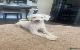 Cockapoo dogs for sale: 2 very happy boys avalible  - Image 2