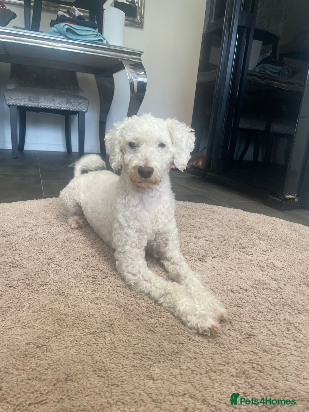 Cockapoo dogs for sale: 2 very happy boys avalible  - Image 2