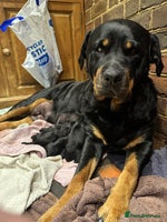 Mixed Breed dogs in Oxted - Advert 15