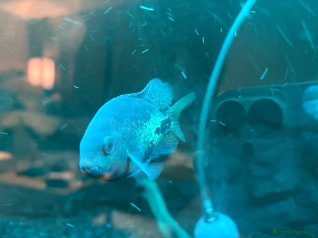 Cichlids fish for sale: CichlidS  - Advert 6