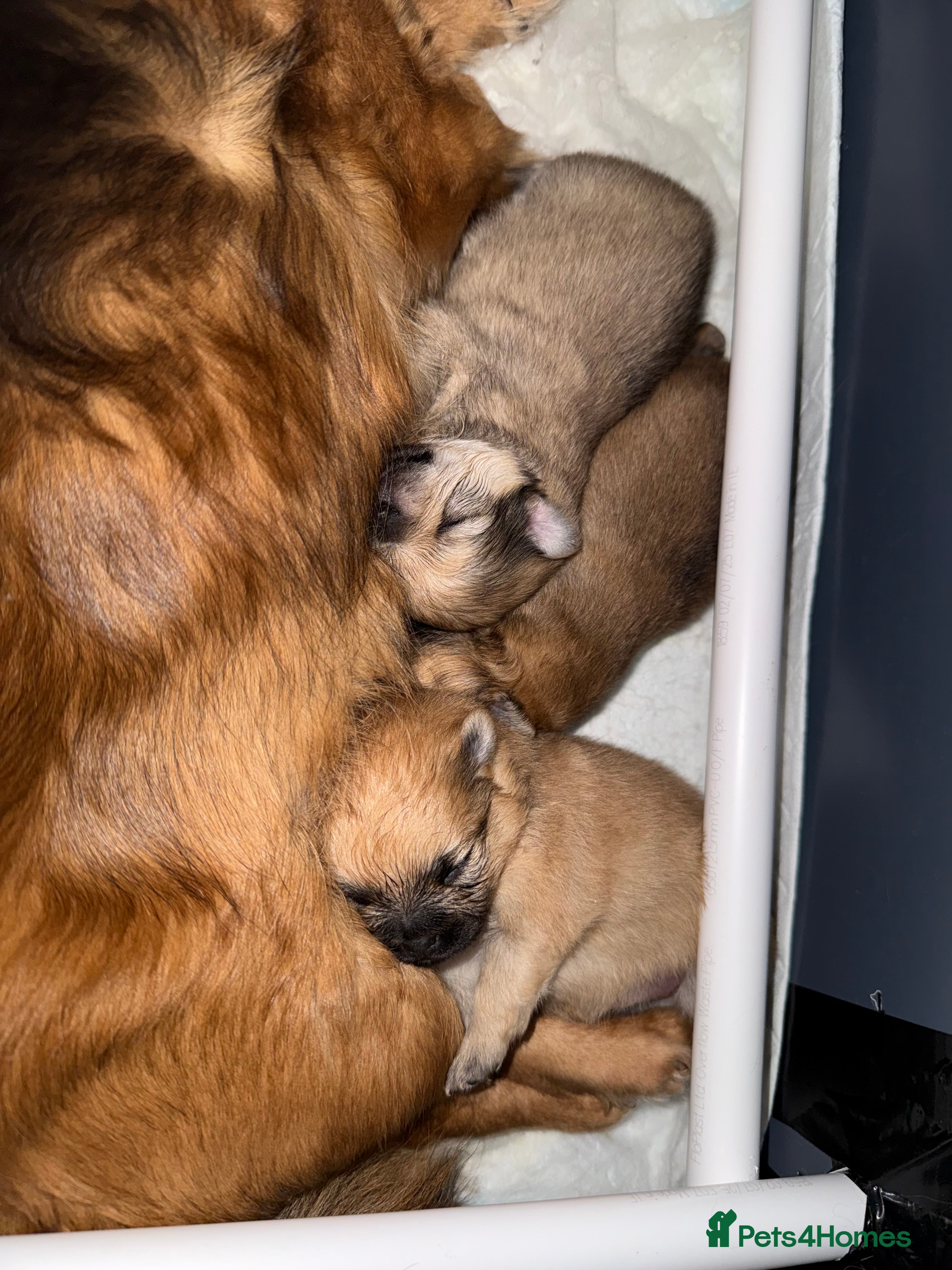 Pomchi dogs 💕 Beautiful fluffy pomchi girl 💕 - Advert 2