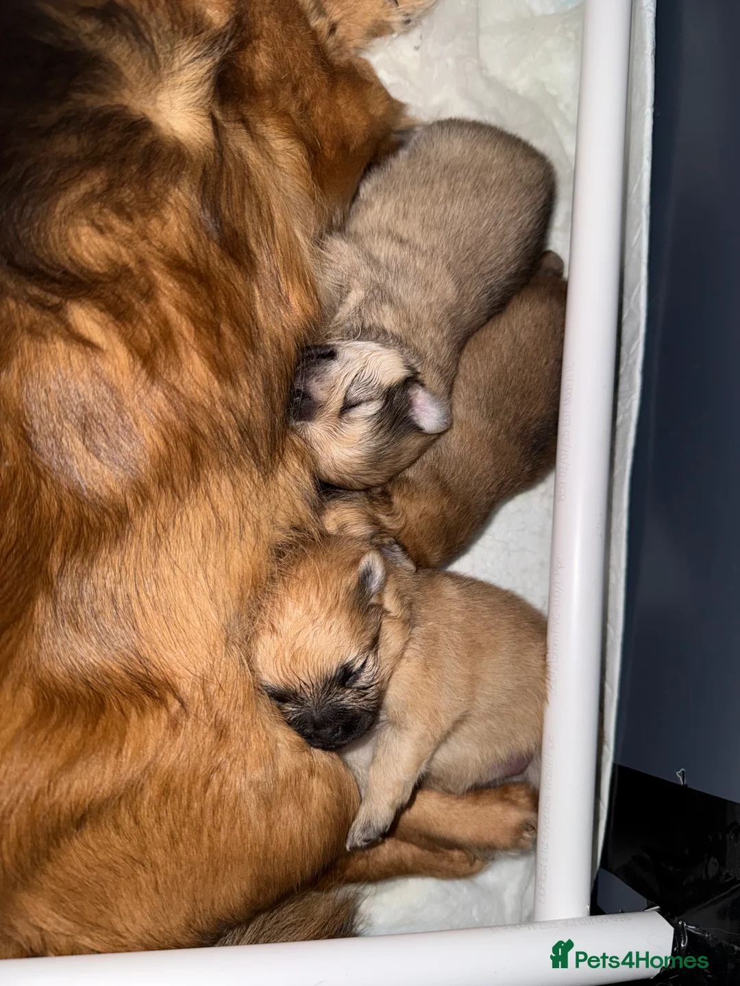 Pomchi dogs for sale: 💕 Beautiful fluffy pomchi girl 💕 - Advert 2