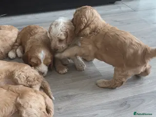 Cockapoo dogs F2 Cockapoo Puppies - Advert 9