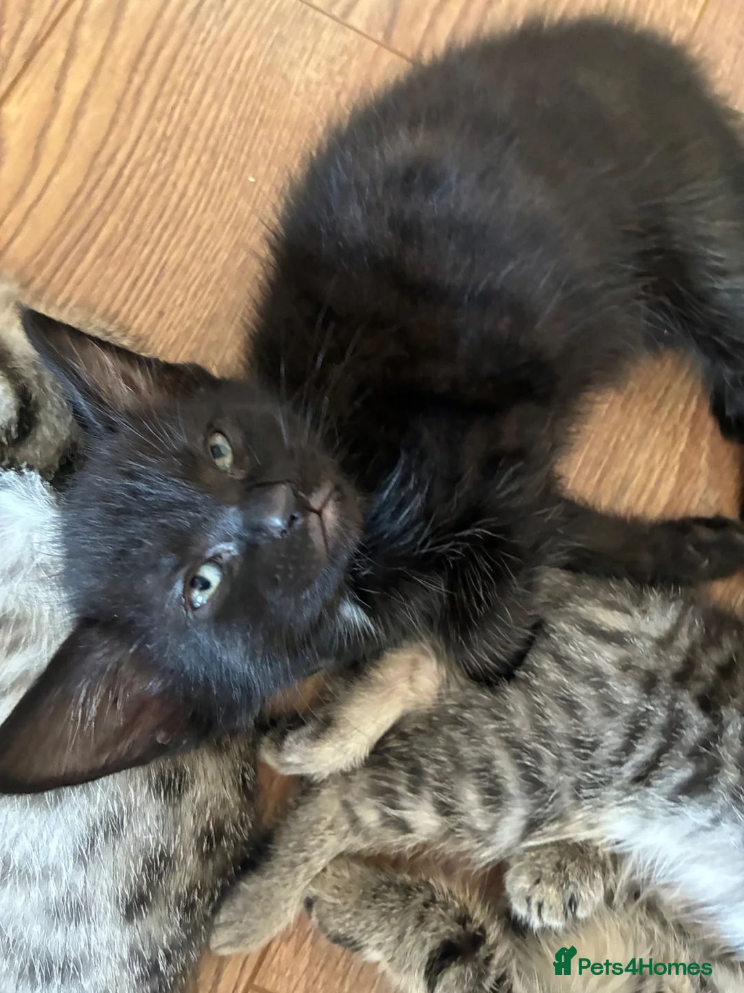 Bengal cats for sale:  Bengal kittens ready for their forever home - Advert 2