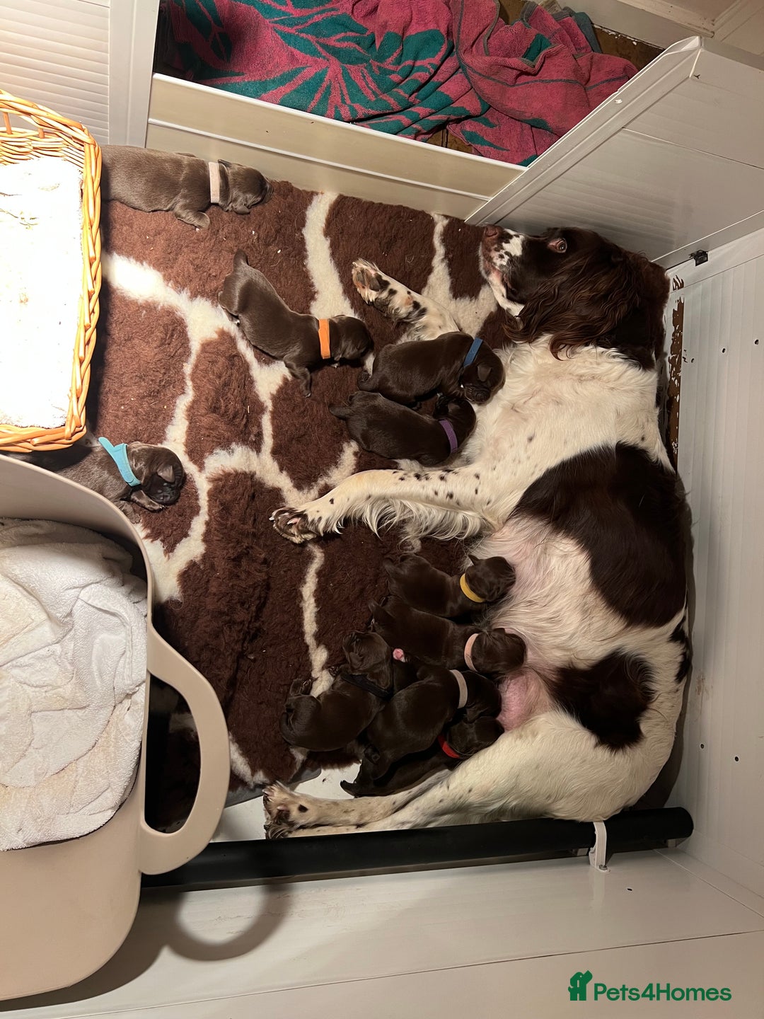 Springador dogs for sale: Quality Springadors: Health Tested, Working Lines - Advert 16