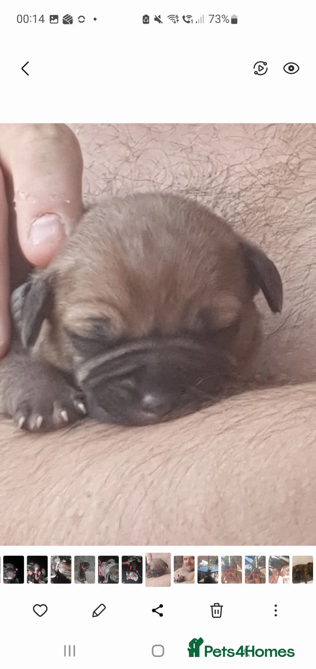 Staffordshire Bull Terrier dogs for stud: Red Stud Staffy and black amd white staffy - Advert 5