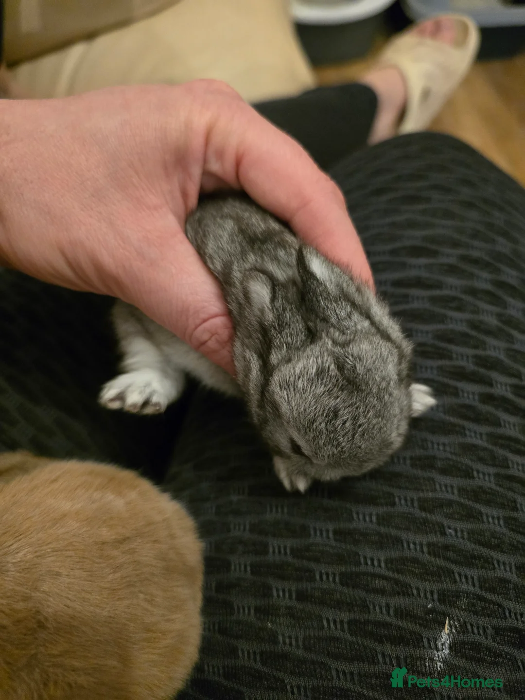 Netherland Dwarf rabbits for sale: Netherland dwarf babies bunnies - Advert 12