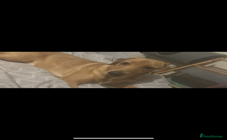 Labrador Retriever dogs 5 male labradors - Advert 2