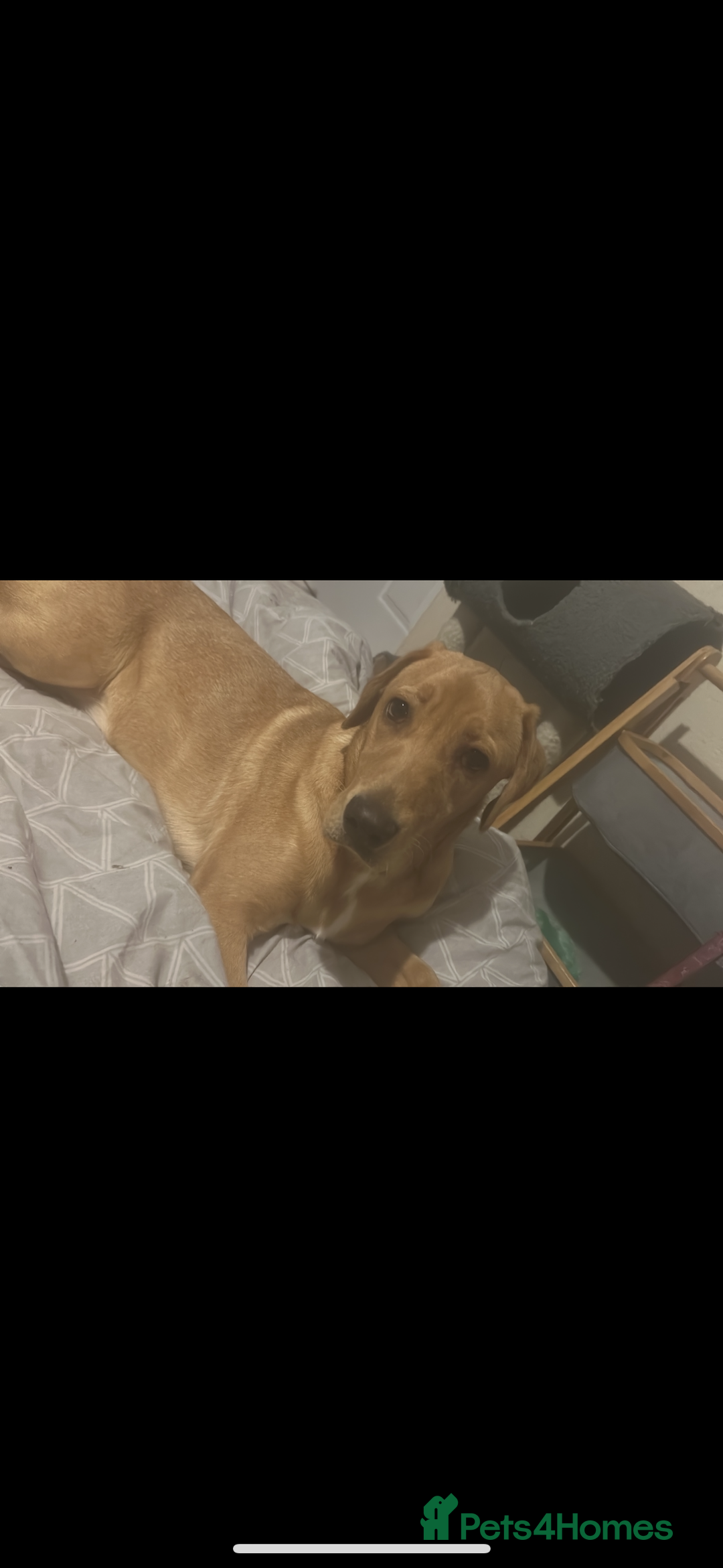 Labrador Retriever dogs for sale: 5 male labradors - Advert 1