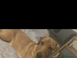 Labrador Retriever dogs 5 male labradors - Advert 1