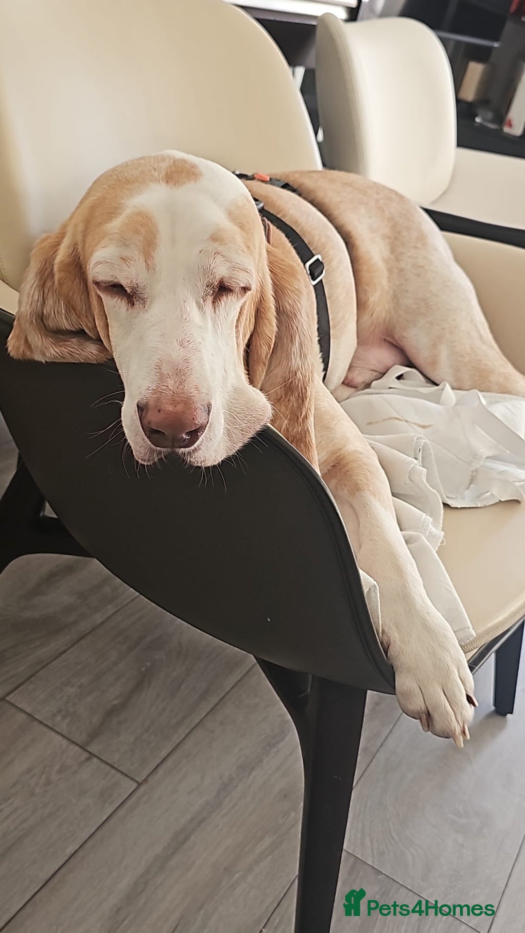 Mixed Breed dogs for adoption: Lovely timid Sabueso Hound for adoption - Advert 2