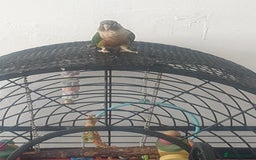 Conures birds for sale: Stunning Tame Conure - Image 1
