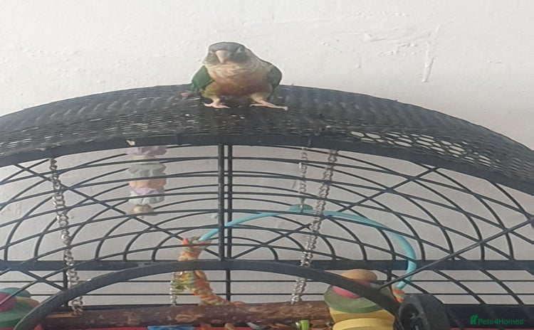 Conures birds - Advert 1