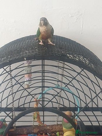 Conures birds - Advert 6