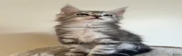 Maine Coon cats for sale: Maine coon kittens looking for new homes - Advert 13