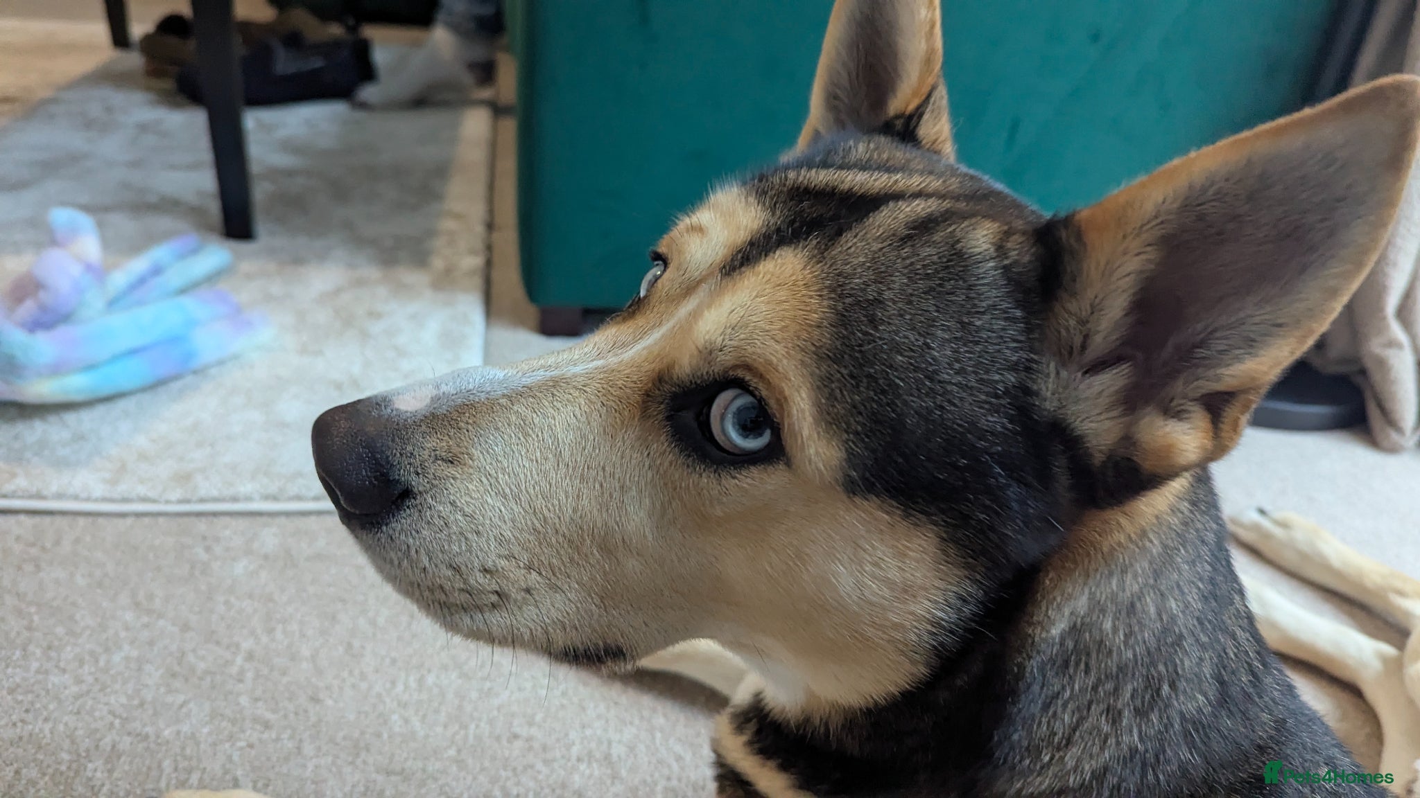 Shepsky dogs for sale: This is wolf  - Advert 4