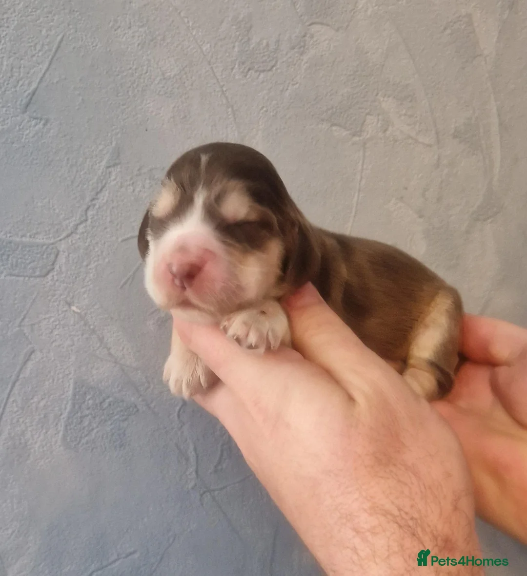 Cocker Spaniel dogs for sale: Kc show type puppies  - Advert 12