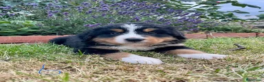 Bernese Mountain Dog 6