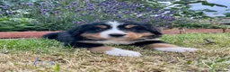 Bernese Mountain Dog dogs for sale: Bernese Mountain Dog Puppies - Advert 7