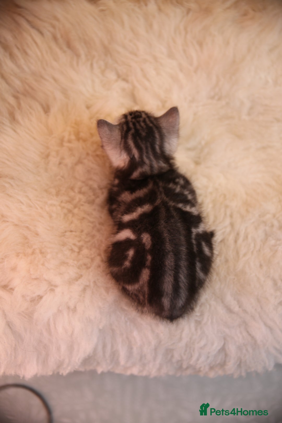 Bengal cats for sale: Adorable Snow / Charcoal Bengal kittens for sale - Advert 17