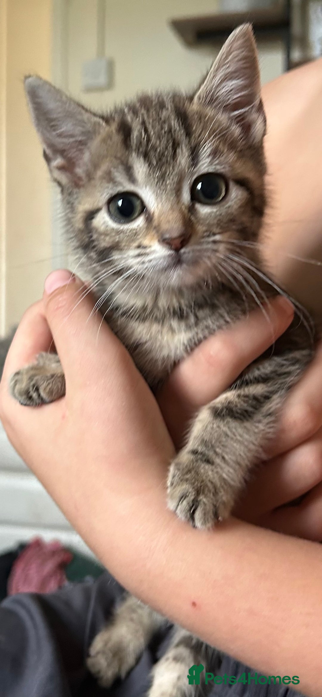 British Shorthair cats for sale: 1 tabby female 1 shaded female ready to go  - Advert 6