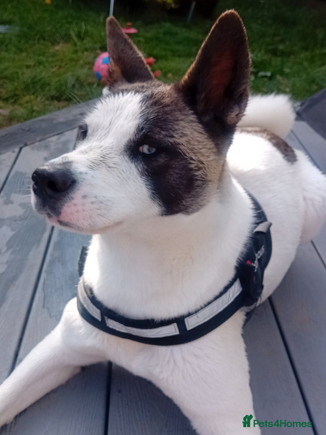 Huskita dogs for sale: Huski cross akita 3 years old female  - Image 11