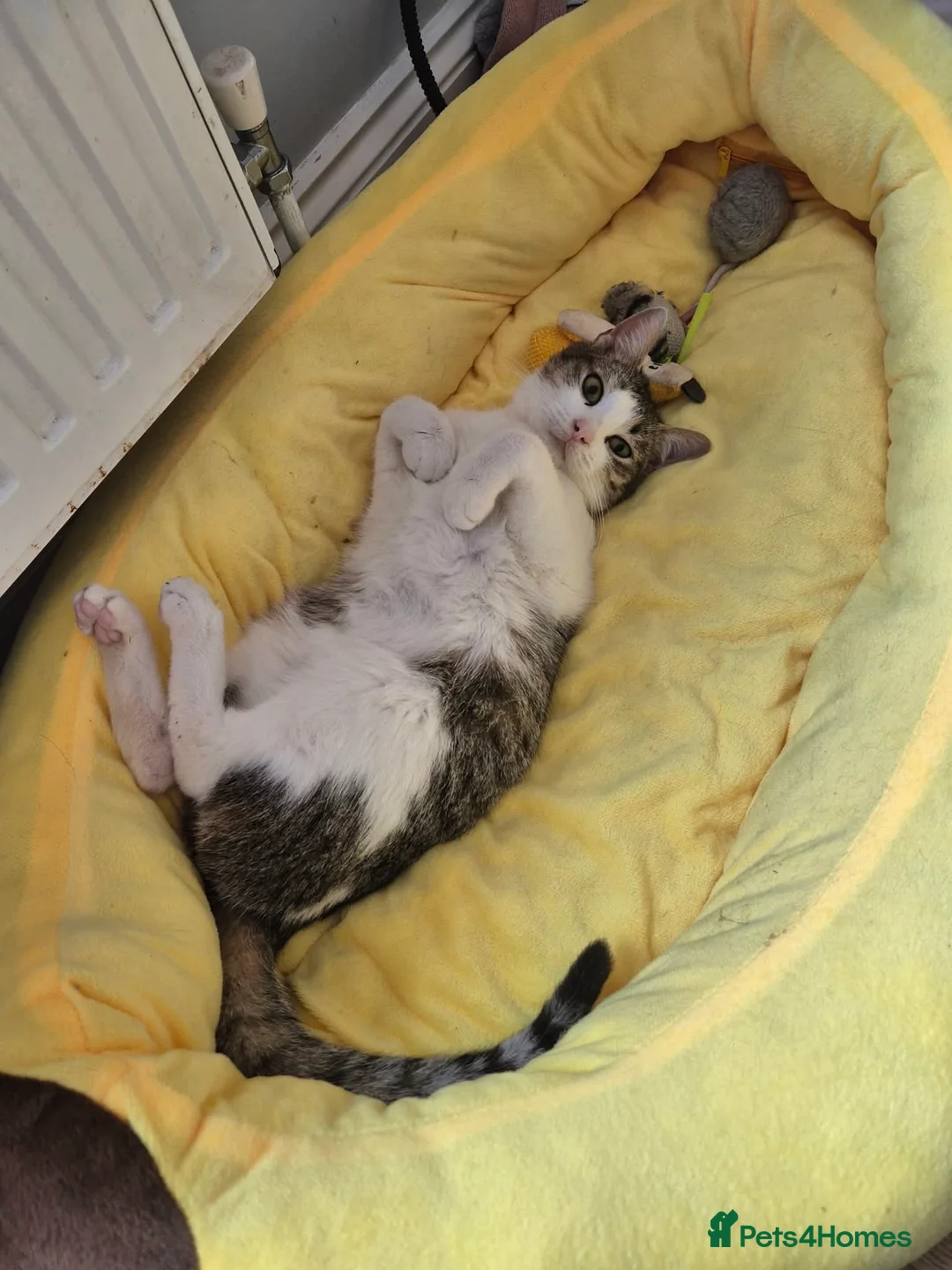 Mixed Breed cats for adoption: Galaxy for adoption in Waterlooville - Advert 7