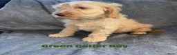 Cockapoo dogs for sale: F1 Cockapoo Puppies READY TO LEAVE - Advert 14
