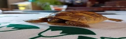 Tortoise reptiles for sale: Year old baby tortoises for sale - Advert 2