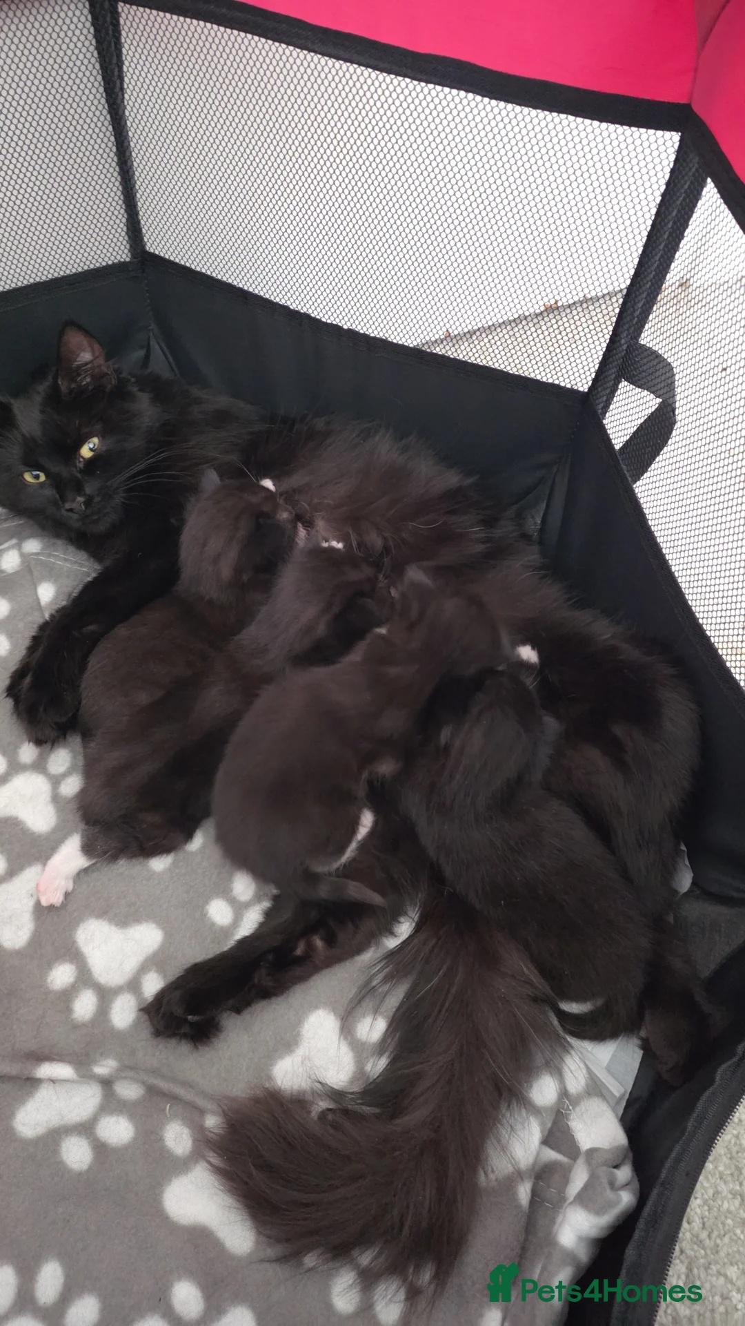 Mixed Breed cats for sale: Ragdoll Cross kittens - Advert 1