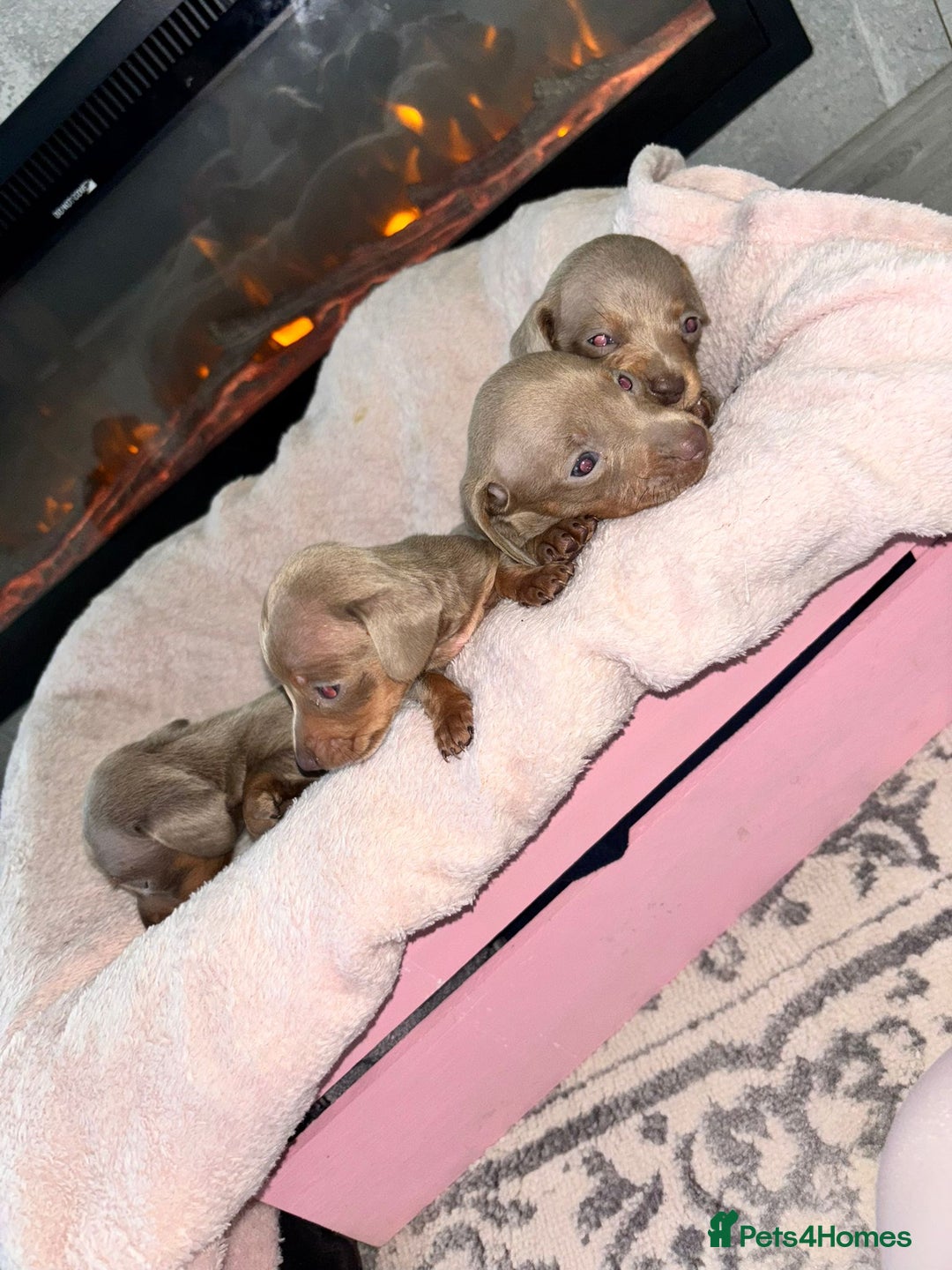 Dachshund dogs for sale: Dachshund puppies - Image 9