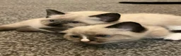 Ragdoll cats for sale: Lilac pointed seal kittens - Advert 4