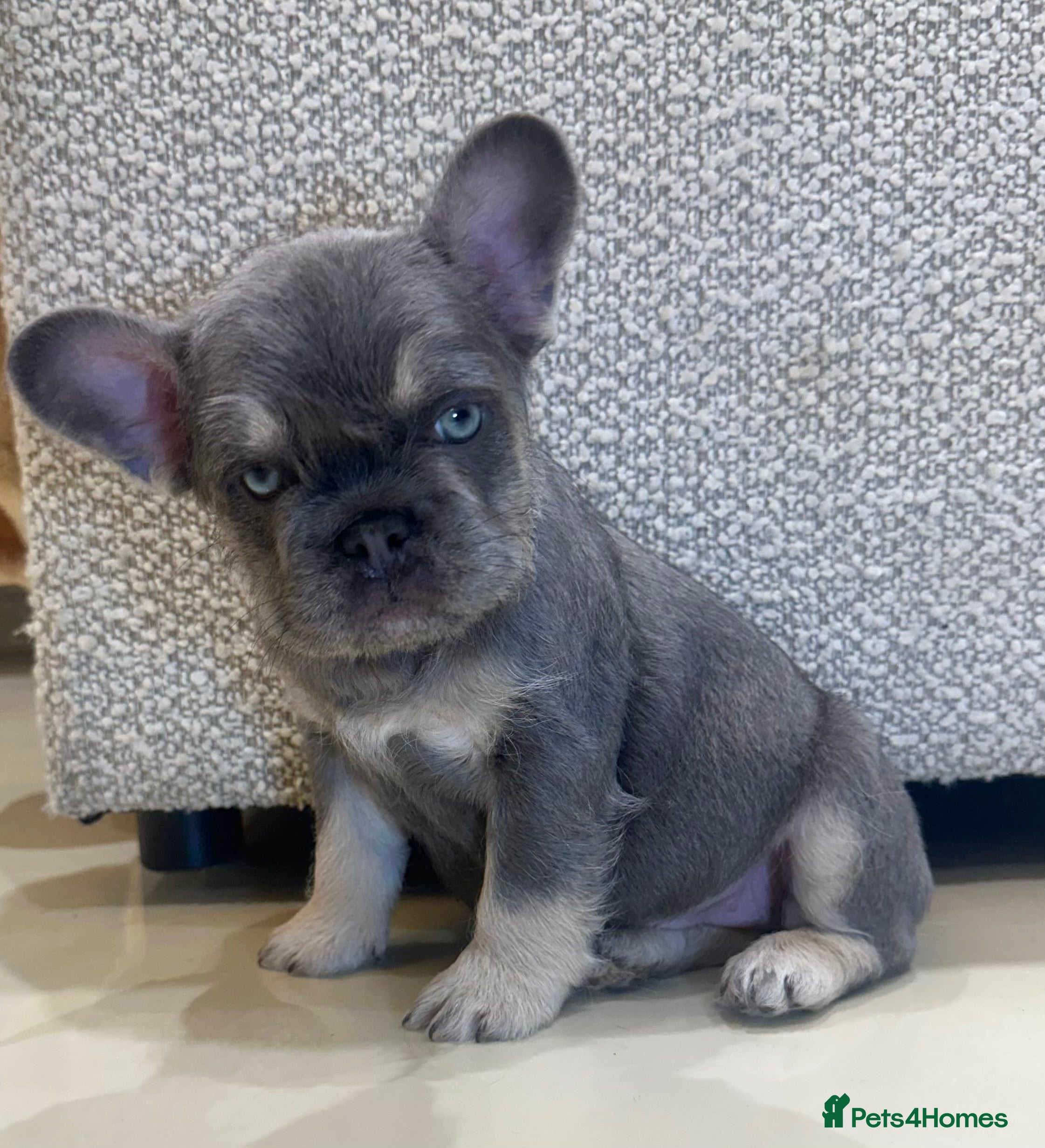 French Bulldog dogs Male puppy French bulldog  - Advert 3