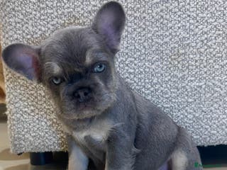 French Bulldog dogs Male puppy French bulldog - Advert 3