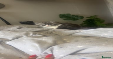 Persian cats - Advert 7