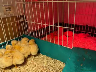 Chickens poultry Day olds buff Orpingtons - Advert 1