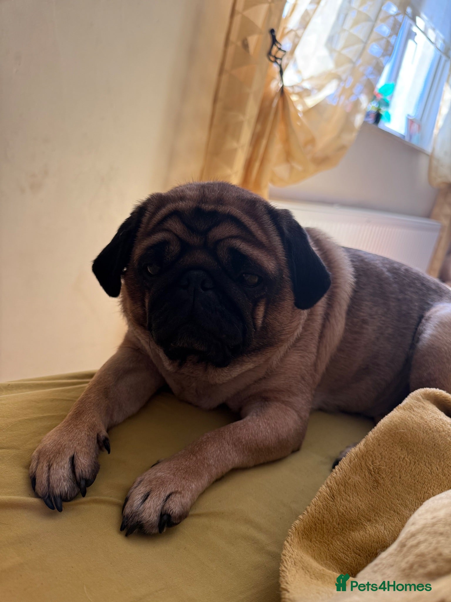 Pug dogs Fawn with black muzzle pug - Advert 2