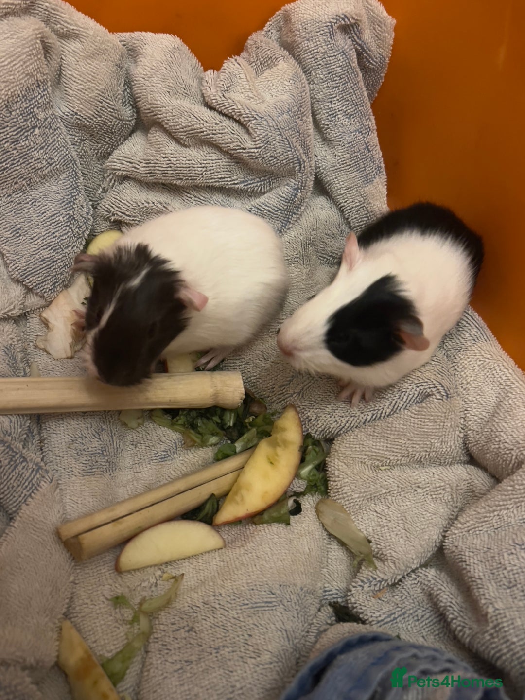 Guinea Pig rodents for sale: Baby guinea pigs - Image 9